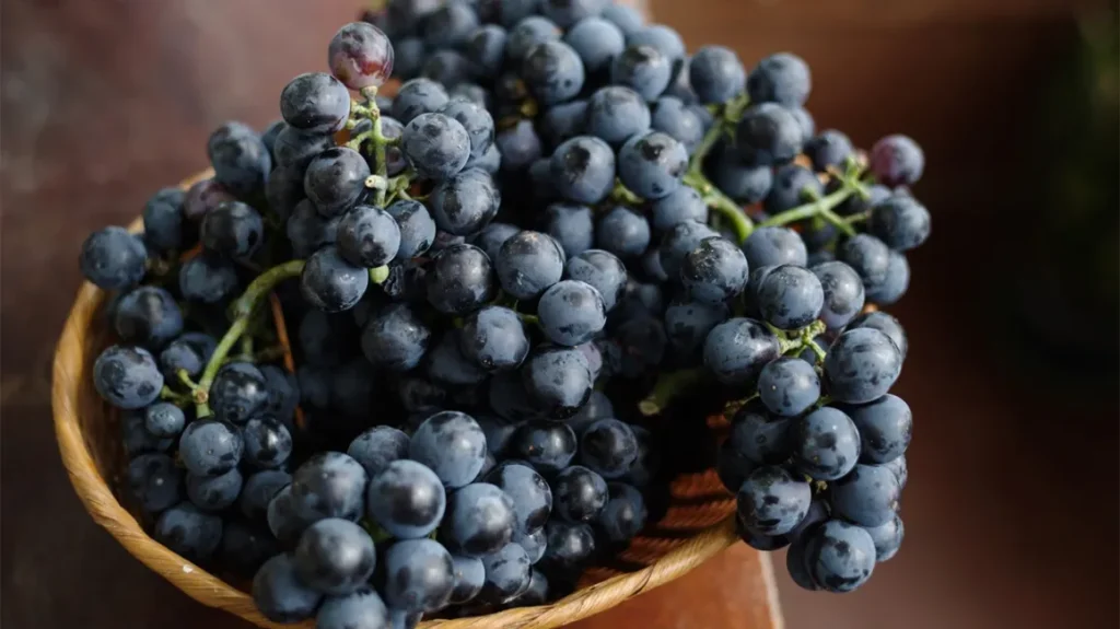 Wellbeing-Benefits-of-Dark-Grapes-and-Their-Impact