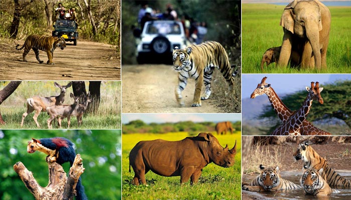 Get the 9 Best Wildlife Tour Packages in India