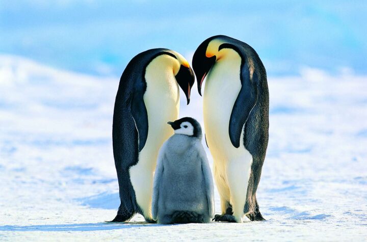 Penguin Facts For Kids