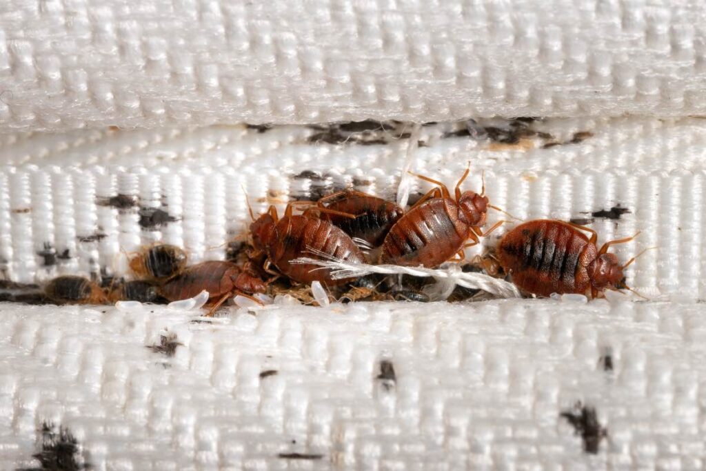 bed bugs removal Springfield MO