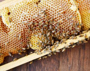 comb honey
