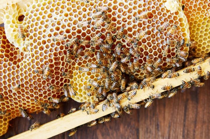 comb honey