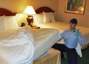 bed bugs exterminator Springfield MO