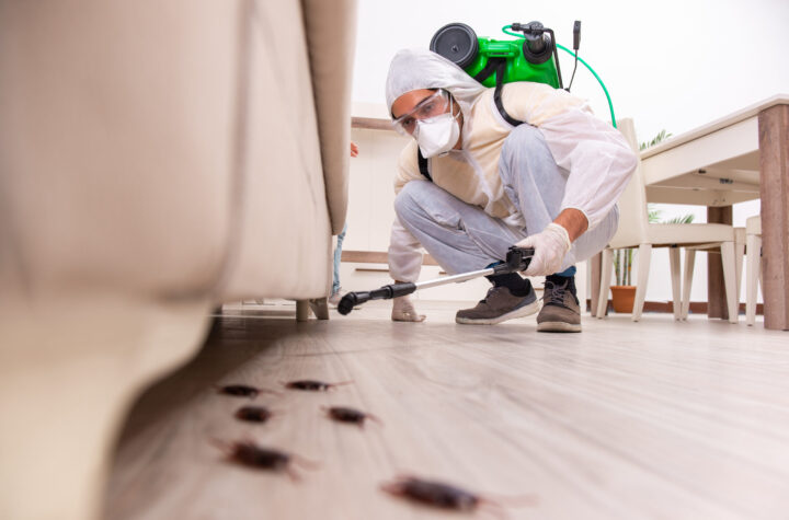 pest removal Colorado Springs