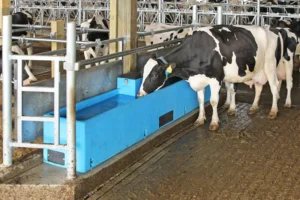 cattle waterers