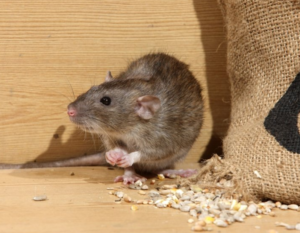 rodent control Colorado Springs