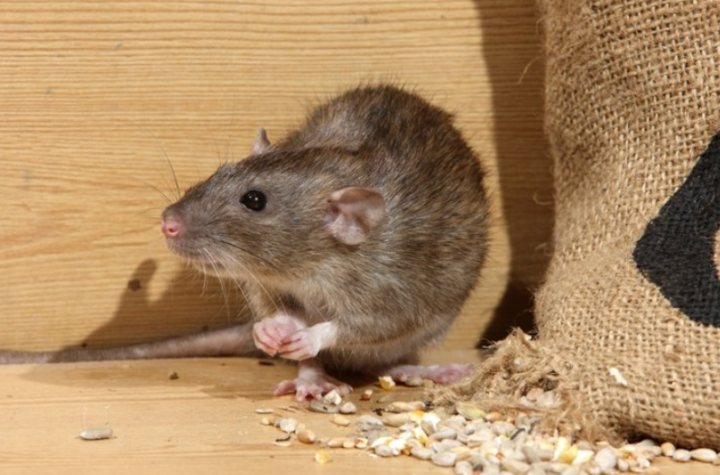 rodent control Colorado Springs