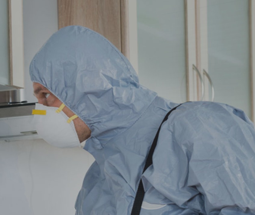 bed bugs removal service Springfield MO